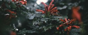 Preview wallpaper branches, flowers, glare, bokeh, plant