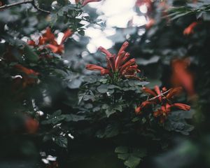 Preview wallpaper branches, flowers, glare, bokeh, plant