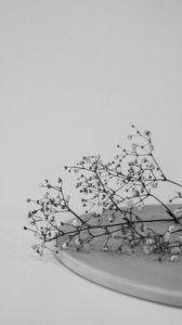 Preview wallpaper branches, flowers, minimalism, black and white