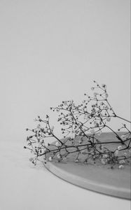 Preview wallpaper branches, flowers, minimalism, black and white