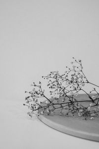 Preview wallpaper branches, flowers, minimalism, black and white