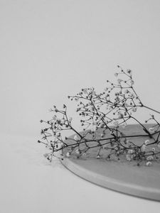 Preview wallpaper branches, flowers, minimalism, black and white