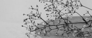 Preview wallpaper branches, flowers, minimalism, black and white