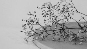 Preview wallpaper branches, flowers, minimalism, black and white