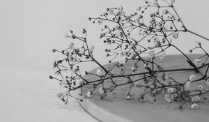 Preview wallpaper branches, flowers, minimalism, black and white