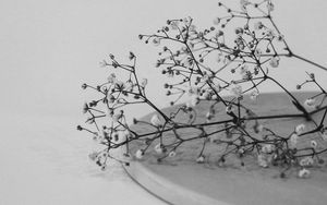 Preview wallpaper branches, flowers, minimalism, black and white