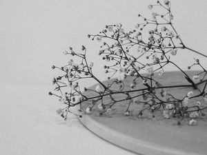 Preview wallpaper branches, flowers, minimalism, black and white