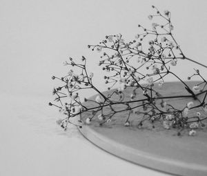 Preview wallpaper branches, flowers, minimalism, black and white