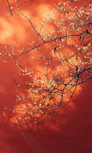 Preview wallpaper branches, flowers, plant, macro, spring