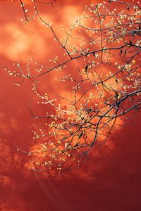 Preview wallpaper branches, flowers, plant, macro, spring
