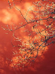 Preview wallpaper branches, flowers, plant, macro, spring
