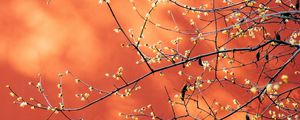 Preview wallpaper branches, flowers, plant, macro, spring
