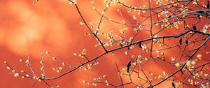 Preview wallpaper branches, flowers, plant, macro, spring