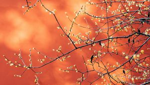 Preview wallpaper branches, flowers, plant, macro, spring