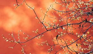 Preview wallpaper branches, flowers, plant, macro, spring