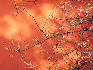 Preview wallpaper branches, flowers, plant, macro, spring