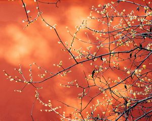 Preview wallpaper branches, flowers, plant, macro, spring