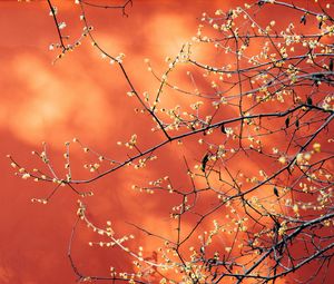 Preview wallpaper branches, flowers, plant, macro, spring