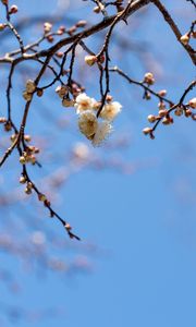 Preview wallpaper branches, flowers, sky, macro, blue