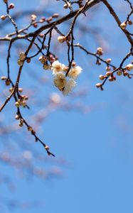 Preview wallpaper branches, flowers, sky, macro, blue