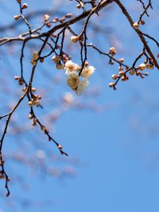 Preview wallpaper branches, flowers, sky, macro, blue