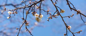 Preview wallpaper branches, flowers, sky, macro, blue