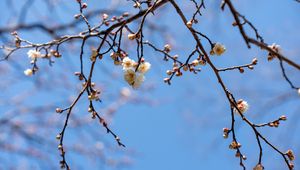 Preview wallpaper branches, flowers, sky, macro, blue