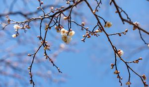 Preview wallpaper branches, flowers, sky, macro, blue