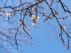 Preview wallpaper branches, flowers, sky, macro, blue
