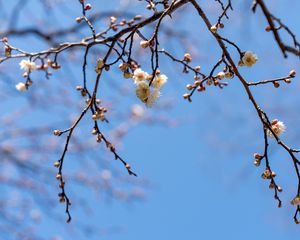 Preview wallpaper branches, flowers, sky, macro, blue