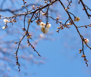 Preview wallpaper branches, flowers, sky, macro, blue