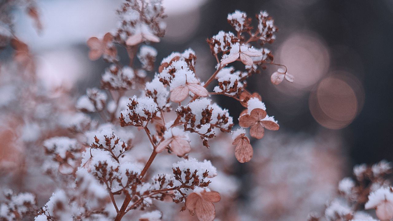 Wallpaper branches, flowers, snow, macro, plant