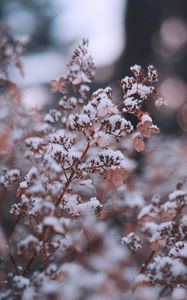 Preview wallpaper branches, flowers, snow, macro, plant