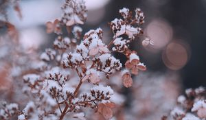 Preview wallpaper branches, flowers, snow, macro, plant