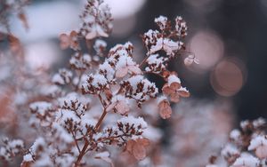 Preview wallpaper branches, flowers, snow, macro, plant