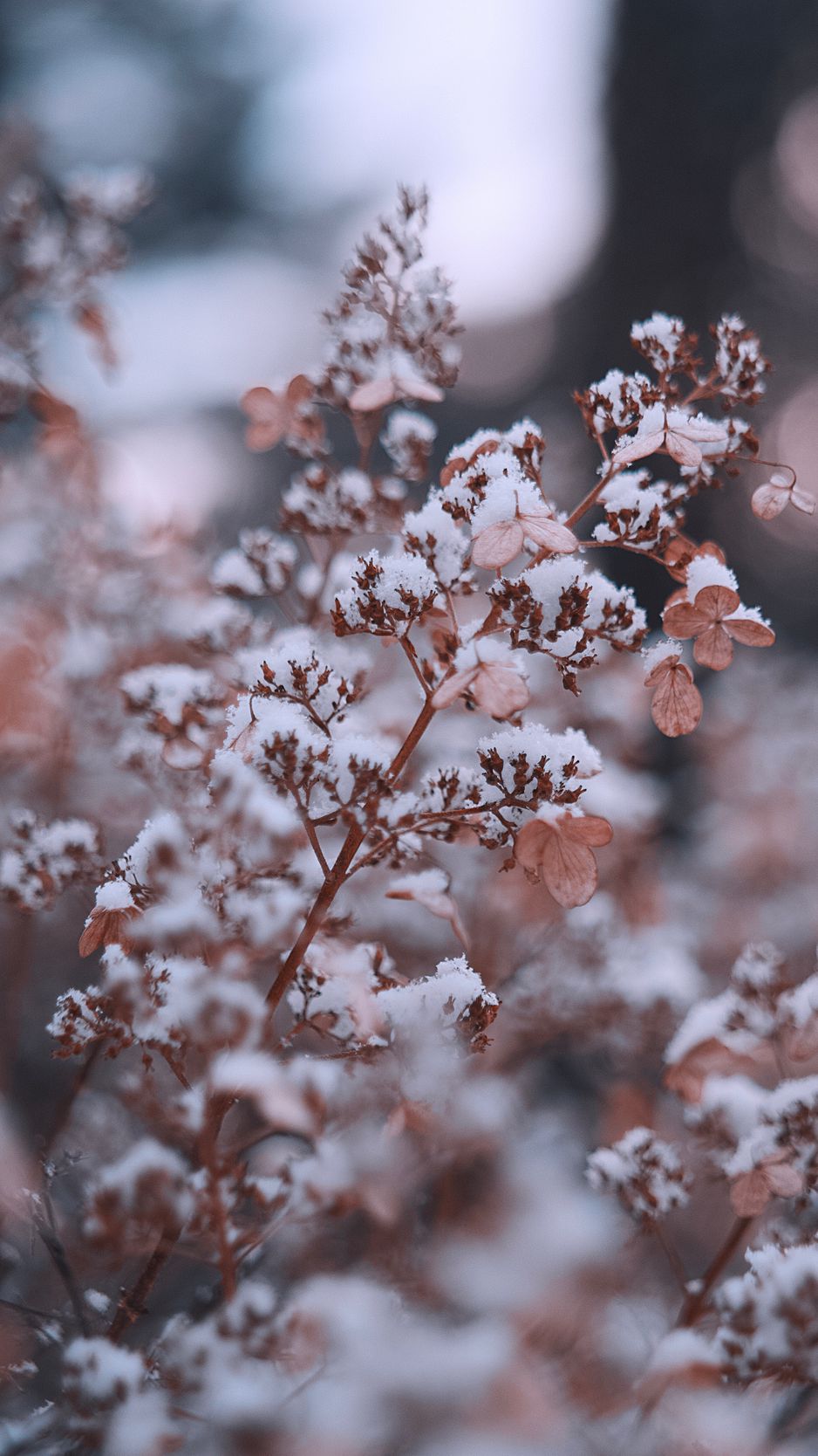 Download wallpaper 938x1668 branches, flowers, snow, macro, plant iphone  8/7/6s/6 for parallax hd background