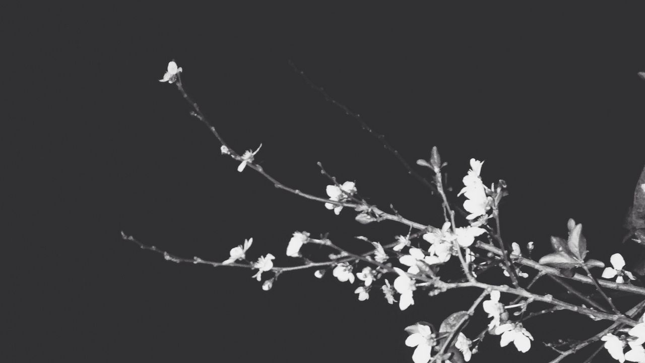 Wallpaper branches, flowers, spring, black background