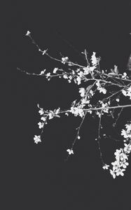 Preview wallpaper branches, flowers, spring, black background