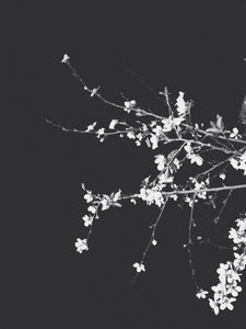 Preview wallpaper branches, flowers, spring, black background