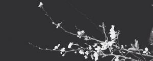 Preview wallpaper branches, flowers, spring, black background