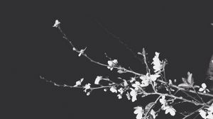 Preview wallpaper branches, flowers, spring, black background