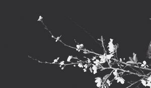 Preview wallpaper branches, flowers, spring, black background