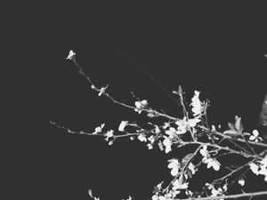 Preview wallpaper branches, flowers, spring, black background