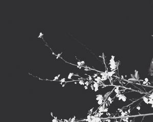 Preview wallpaper branches, flowers, spring, black background