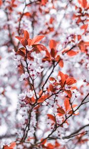 Preview wallpaper branches, flowers, white, leaves, tree, bloom