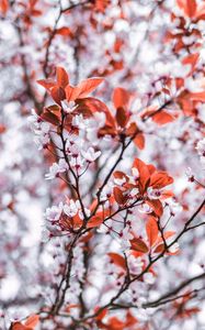 Preview wallpaper branches, flowers, white, leaves, tree, bloom