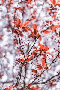 Preview wallpaper branches, flowers, white, leaves, tree, bloom