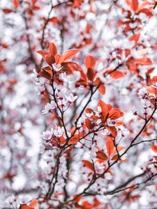 Preview wallpaper branches, flowers, white, leaves, tree, bloom
