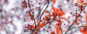 Preview wallpaper branches, flowers, white, leaves, tree, bloom