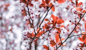 Preview wallpaper branches, flowers, white, leaves, tree, bloom